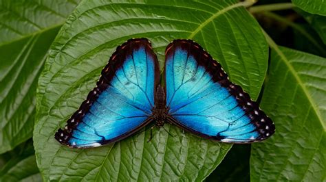 Rare fossils reveal the butterfly ‘tree of life’ over the past 100 million years